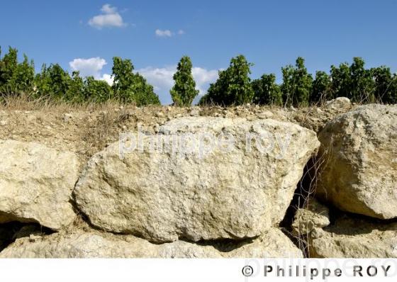 Vignoble Bordelais (33V15918.jpg)