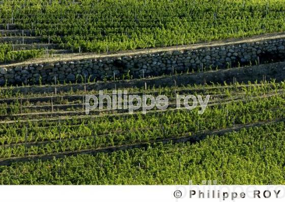 Paysage viticole (33V16118.jpg)