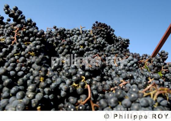 Les vendanges (33V16207.jpg)