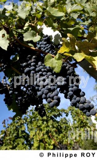 Les vendanges (33V16317.jpg)