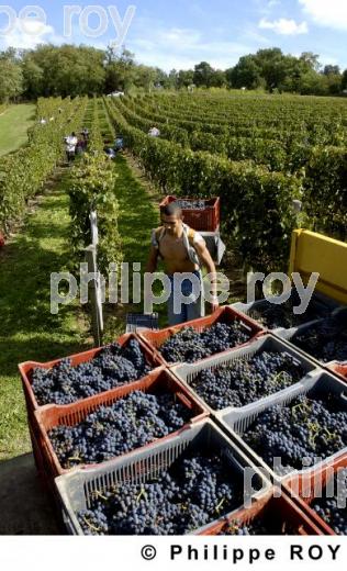 Les vendanges (33V16334.jpg)