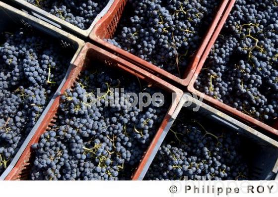 Les vendanges (33V16337.jpg)