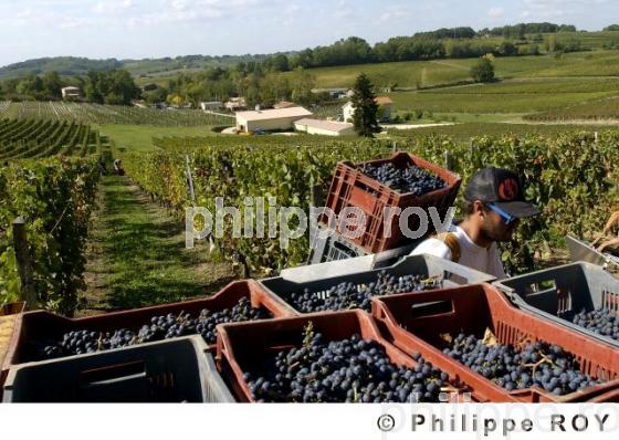 Les vendanges (33V16338.jpg)
