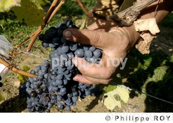 Les vendanges (33V16402.jpg)