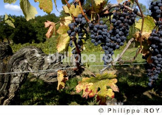 Les vendanges (33V16404.jpg)