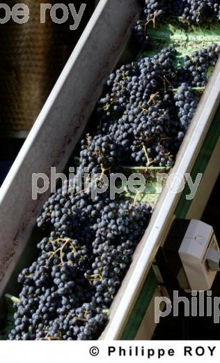Les vendanges (33V16405.jpg)