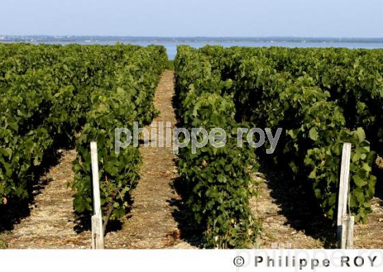 Paysage viticole (33V16432.jpg)