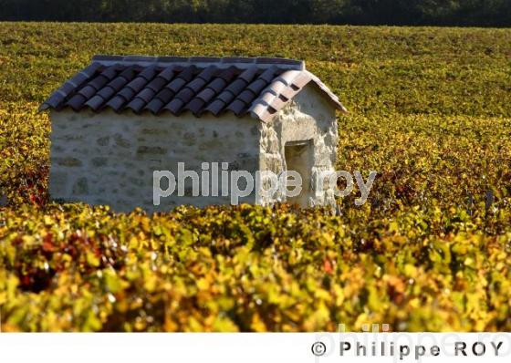 Paysage viticole (33V16812.jpg)