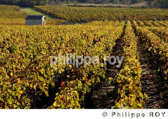 Paysage viticole (33V16816.jpg)