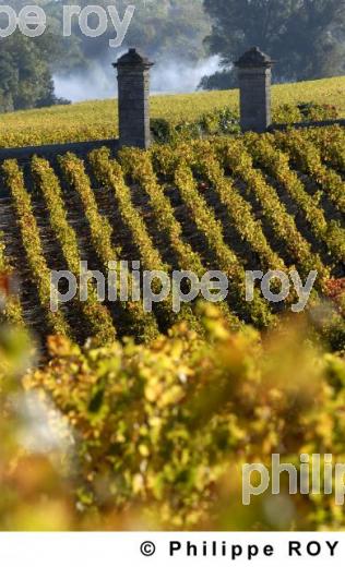 Paysage viticole (33V16819.jpg)
