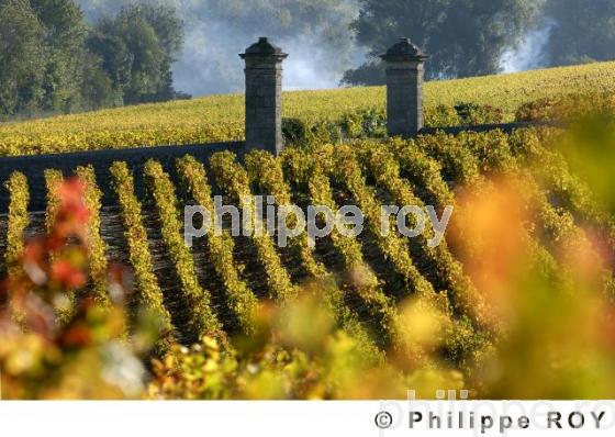 Paysage viticole (33V16821.jpg)