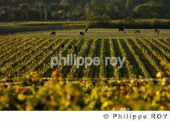 Mdoc - Vignoble Bordelais (33V16840.jpg)