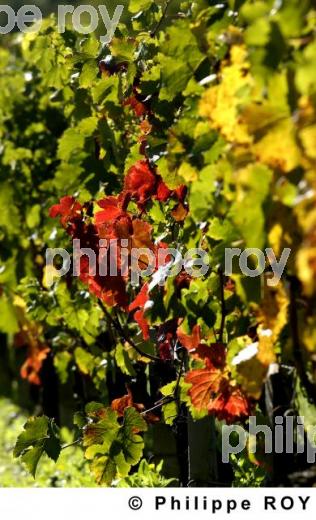 Vignoble Bordelais (33V16938.jpg)