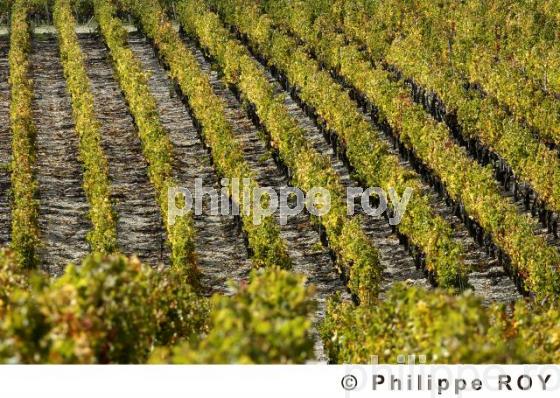 Vignoble Bordelais (33V17034.jpg)