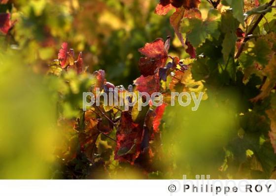 Vignoble Bordelais (33V17104.jpg)