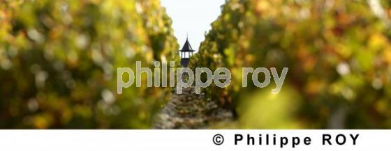 Vignoble Bordelais (33V17119.jpg)