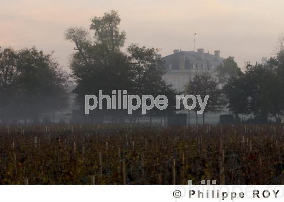 Paysage viticole (33V17309.jpg)