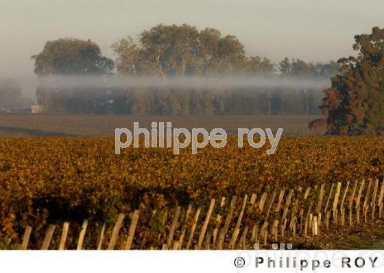 Paysage viticole (33V17318.jpg)