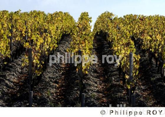 Vignoble Bordelais (33V17412.jpg)
