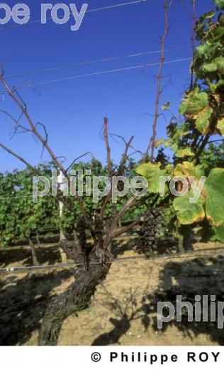 Maladie de la vigne (33V17823.jpg)