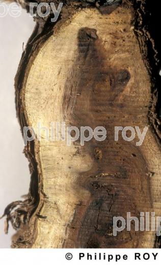 Maladie de la vigne (33V17825.jpg)