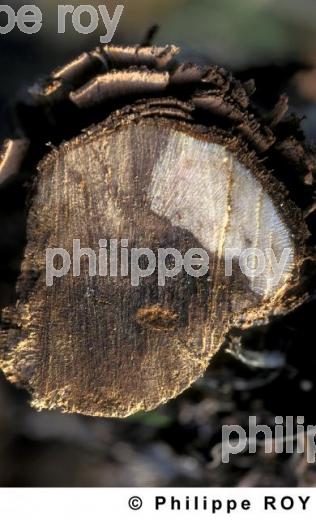 Maladie de la vigne (33V17826.jpg)