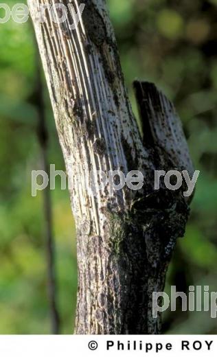 Maladie de la vigne (33V17829.jpg)