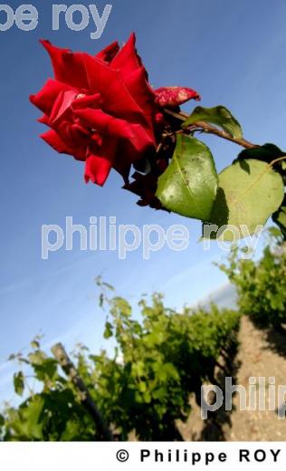 Vignoble Bordelais (33V17925.jpg)