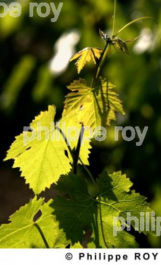 Cycle vgtatif de la vigne (33V17928.jpg)