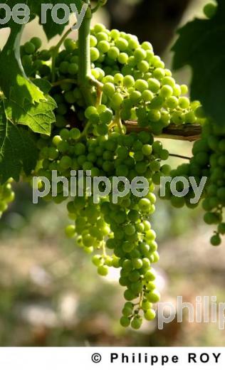 Cycle vgtatif de la vigne (33V18328.jpg)