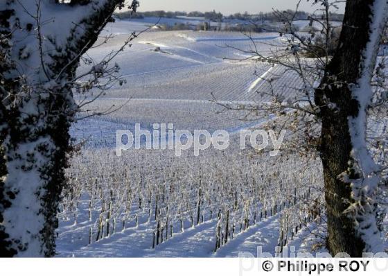 Paysage viticole (33V19118.jpg)