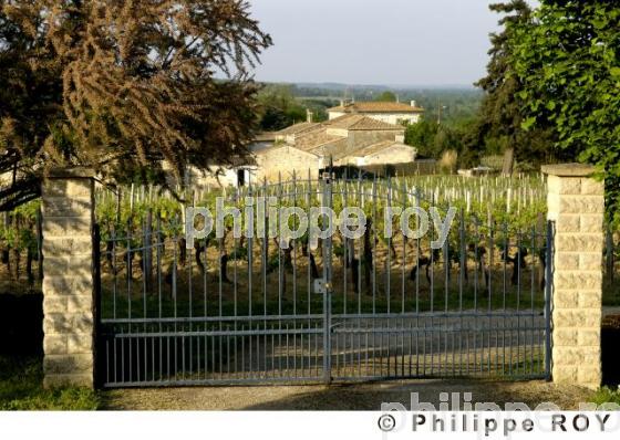 Vignoble Bordelais (33V19235.jpg)