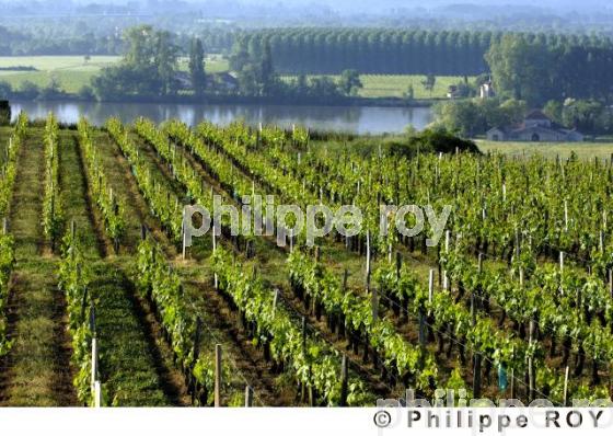 Paysage viticole (33V19301.jpg)