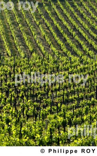 Paysage viticole (33V19311.jpg)