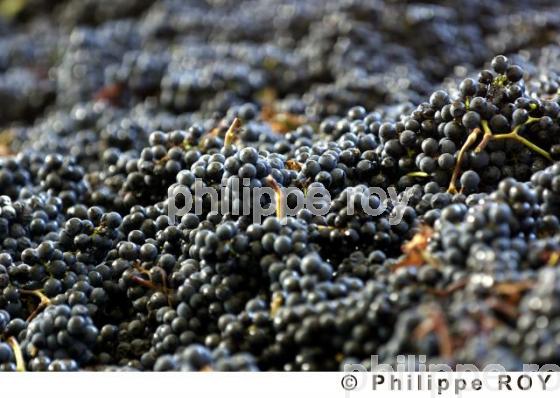 RAISN ROUGE, VENDANGES DANS LE BORDELAIS, GIRONDE, FRANCE (33V20019.jpg)
