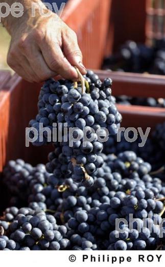 Les vendanges (33V20026.jpg)