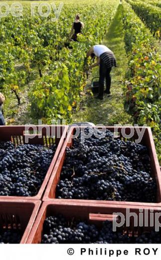 Les vendanges (33V20027.jpg)