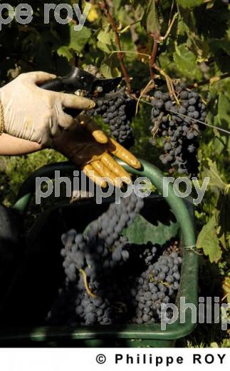 Le vignoble Bordelais (33V20028.jpg)