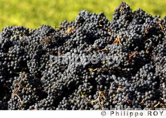 Les vendanges (33V20033.jpg)