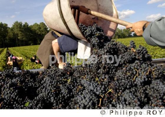 Les vendanges (33V20034.jpg)
