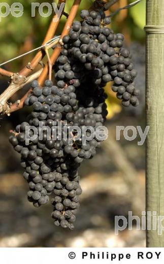 Les vendanges (33V20038.jpg)