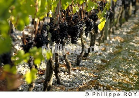 Les vendanges (33V20040.jpg)