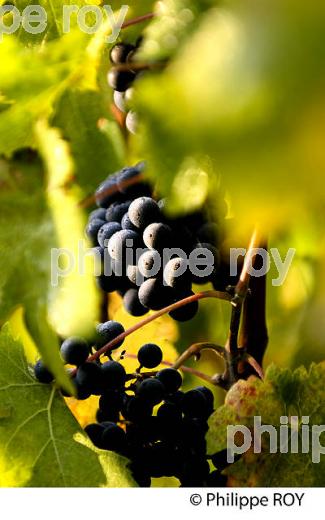 GRAPPE DE RAISIN ROUGE, LEOGNAN, VIGNOBLE BORDELAIS. (33V2006-ok.jpg)