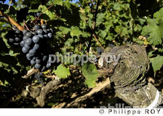 Le vignoble Bordelais (33V20139.jpg)