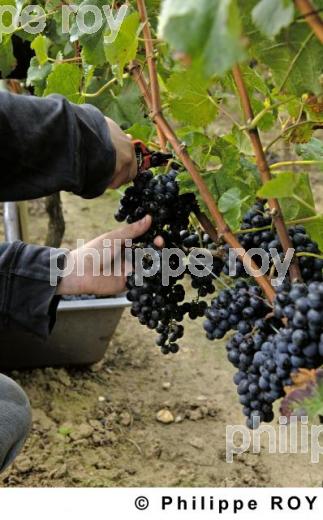 Les vendanges (33V20332.jpg)