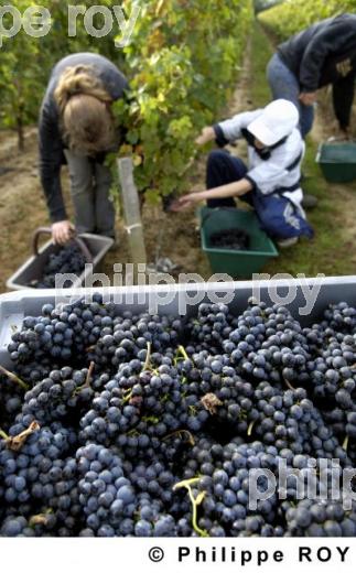 Les vendanges (33V20334.jpg)