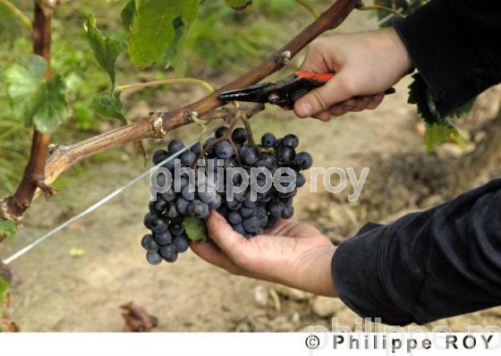 Les vendanges (33V20340.jpg)