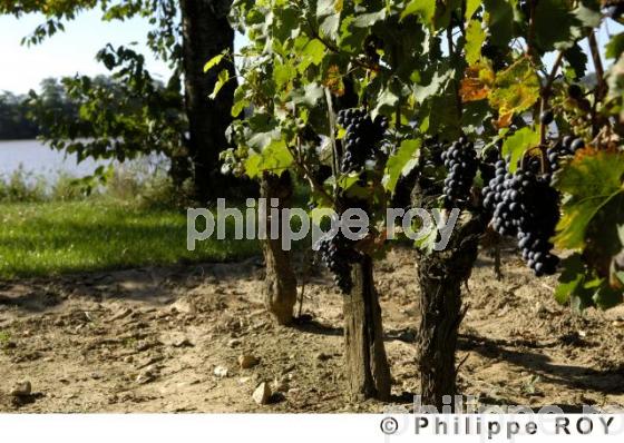 Vignoble Bordelais (33V20412.jpg)