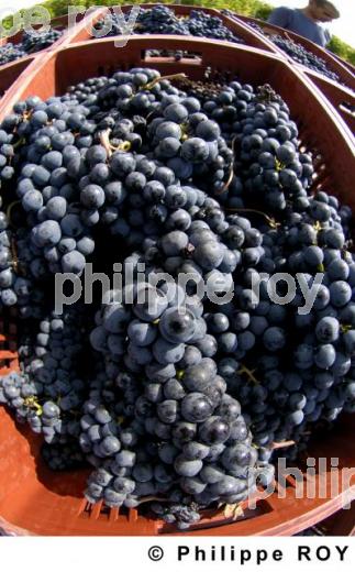 Les vendanges (33V20526.jpg)