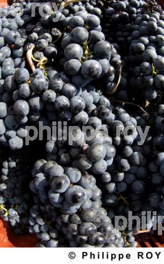 Les vendanges (33V20527.jpg)